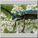 Aromia moschata - Moschusbock 10.jpg